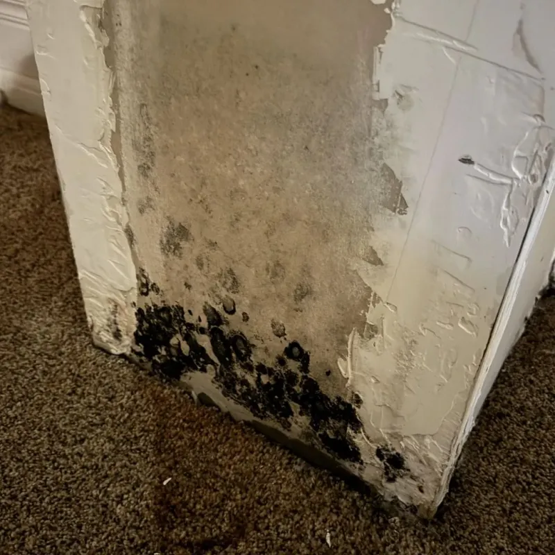 Professional Mold Removal in El Campo, TX